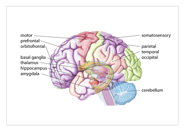 Hersengebieden